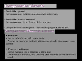 • Sensibilidad general
– Inerva receptores cutáneos, propioceptivos o viscerales.
• Sensibilidad especial (sensorial)
– Inerva receptores de los órganos de los sentidos.
• Cuerpos neuronianos en general ubicados en ganglios fuera del SNC.
• Somático
– Inerva músculo estriado, voluntario.
– Axones de neuronas motoras ubicadas dentro del sistema nervioso
central.
• Visceral o autónomo
– Inerva músculo liso y cardíaco y glándulas.
– Dos neuronas motoras, una dentro y otra fuera del sistema nervioso
central

 