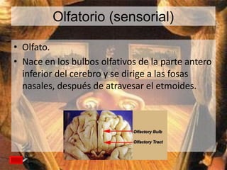 Olfatorio (sensorial)
• Olfato.
• Nace en los bulbos olfativos de la parte antero
inferior del cerebro y se dirige a las fosas
nasales, después de atravesar el etmoides.

 