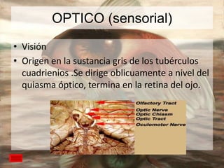 OPTICO (sensorial)
• Visión
• Origen en la sustancia gris de los tubérculos
cuadrienios .Se dirige oblicuamente a nivel del
quiasma óptico, termina en la retina del ojo.

 