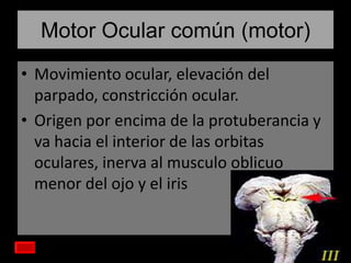 Motor Ocular común (motor)
• Movimiento ocular, elevación del
parpado, constricción ocular.
• Origen por encima de la protuberancia y
va hacia el interior de las orbitas
oculares, inerva al musculo oblicuo
menor del ojo y el iris

 