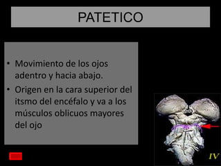 PATETICO
• Movimiento de los ojos
adentro y hacia abajo.
• Origen en la cara superior del
itsmo del encéfalo y va a los
músculos oblicuos mayores
del ojo

 