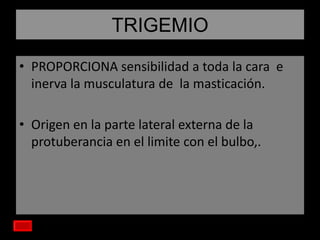 TRIGEMIO
• PROPORCIONA sensibilidad a toda la cara e
inerva la musculatura de la masticación.
• Origen en la parte lateral externa de la
protuberancia en el limite con el bulbo,.

 