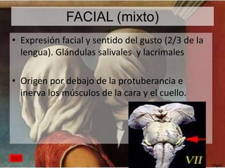 FACIAL (mixto)
• Expresión facial y sentido del gusto (2/3 de la
lengua). Glándulas salivales y lacrimales
• Origen por debajo de la protuberancia e
inerva los músculos de la cara y el cuello.

 