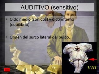 AUDITIVO (sensitivo)
• Oído medio (sonidos) y oído interno
(equilibrio).
• Origen del surco lateral del bulbo.

 