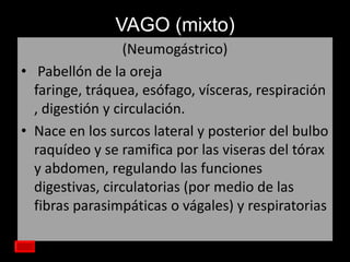VAGO (mixto)
(Neumogástrico)
• Pabellón de la oreja
faringe, tráquea, esófago, vísceras, respiración
, digestión y circulación.
• Nace en los surcos lateral y posterior del bulbo
raquídeo y se ramifica por las viseras del tórax
y abdomen, regulando las funciones
digestivas, circulatorias (por medio de las
fibras parasimpáticas o vágales) y respiratorias

 