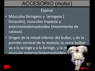 ACCESORIO (motor)
Espinal
• Músculos faríngeos y laríngeos (
fonación), músculos trapecio y
esternocleidomastoideo (movimiento de
cabeza).
• Origen de la mitad inferior del bulbo, y de la
porción cervical de la medula; la rama bulbar
va a la laringe y a la faringe, y la medular al
musculo esternocleidomastoideo.

 