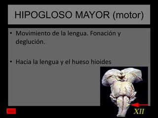 HIPOGLOSO MAYOR (motor)
• Movimiento de la lengua. Fonación y
deglución.
• Hacia la lengua y el hueso hioides

 