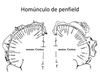 Homúnculo de penfield

 