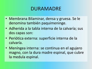 DURAMADRE
• Membrana Bilaminar, densa y gruesa. Se le
denomina también paquimeninge.
• Adherida a la tabla interna de la calvaría; sus
dos capas son:
• Periótica externa: superficie interna de la
calvaría.
• Meníngea interna: se continua en el agujero
magno, con la dura madre espinal, que cubre
la medula espinal.

 