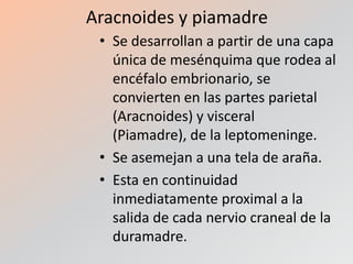 Aracnoides y piamadre
• Se desarrollan a partir de una capa
única de mesénquima que rodea al
encéfalo embrionario, se
convierten en las partes parietal
(Aracnoides) y visceral
(Piamadre), de la leptomeninge.
• Se asemejan a una tela de araña.
• Esta en continuidad
inmediatamente proximal a la
salida de cada nervio craneal de la
duramadre.

 