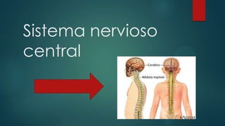 Sistema nervioso
central

 