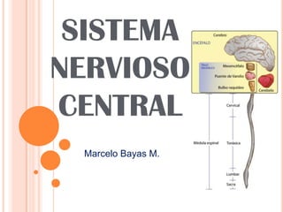SISTEMA
NERVIOSO
CENTRAL
Marcelo Bayas M.

 