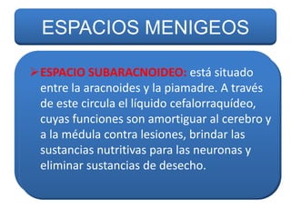 ESPACIOS MENIGEOS
ESPACIO SUBARACNOIDEO: está situado
ESPACIO SUBARACNOIDEO: está situado
entre la aracnoides yyla piamadre. A través
entre la aracnoides la piamadre. A través
de este circula el líquido cefalorraquídeo,
de este circula el líquido cefalorraquídeo,
cuyas funciones son amortiguar al cerebro yy
cuyas funciones son amortiguar al cerebro
aala médula contra lesiones, brindar las
la médula contra lesiones, brindar las
sustancias nutritivas para las neuronas yy
sustancias nutritivas para las neuronas
eliminar sustancias de desecho.
eliminar sustancias de desecho.

 