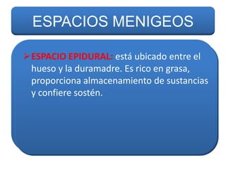 ESPACIOS MENIGEOS
ESPACIO SUBARACNOIDEO: está situado el
ESPACIO EPIDURAL: está ubicado entre
entre layaracnoides y la piamadre. grasa,
hueso la duramadre. Es rico en A través
de este circula el líquido cefalorraquídeo,
proporciona almacenamiento de sustancias
cuyas funciones son amortiguar al cerebro y
y confiere sostén.
a la médula contra lesiones, brindar las
sustancias nutritivas para las neuronas y
eliminar sustancias de desecho.

 