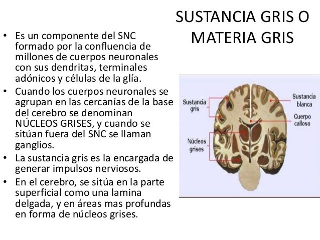 Sistema nervioso central