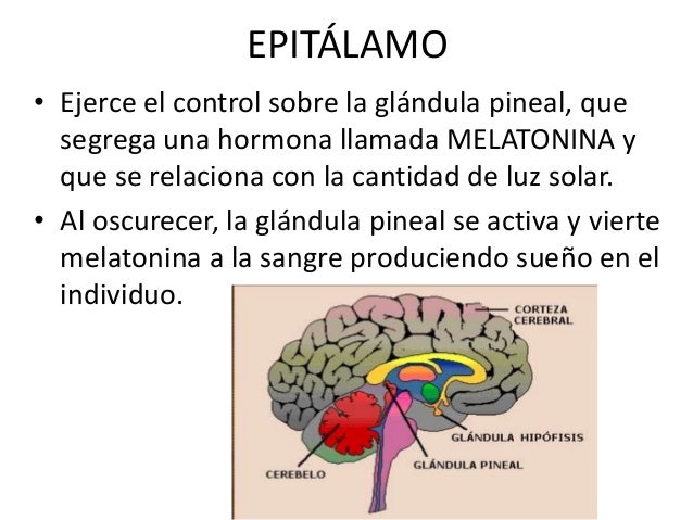 Sistema nervioso central Sistema nervioso central