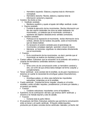 o Hemisferio izquierdo: Elabora y expresa toda la información
conceptual.
o Hemisferio derecho: Recibe, elabora y expresa toda la
información sensorial y especial.
 Cerebro: Se divide en tres.
 Vestíbulo cerebelo:
o Mantiene equilibrio y ayuda al ajuste del reflejo vestíbulo ocular.
 Espino cerebelo:
o Controla la ejecución de los movimientos. Recibe información por
las vías espino cerebrales de cómo se están realizando los
movimientos, y si detecta que el movimiento comienza a
apartarse del objetivo deseado envía señales correctores.
 Cerebro cerebelo:
o Participa en la reparación el movimiento, recibe información de la
corteza, atreves de los núcleos de puente, sobre el movimiento
que se desea realizar.
o Es necesario el cerebro cerebelo para el aprendizaje de
movimientos complejos (ejemplo: aprender a tocar el piano).
o Interviene en funciones cognitivas no relacionadas directamente
con el movimiento.
 Función:
o Es la coordinación de los movimientos, es decir, permite que el
movimiento se realice con facilidad y precisión.
 Cuerpo calloso: Estructura que se encuentra en lo profundo del cerebro y
conecta los hemisferios cerebrales derecho e izquierdo.
 Función:
o Sirve como vía de comunicación entre un hemisferio cerebral y
otro, con el fin de que ambos lados trabajen de forma conjunta y
complementaria.
 Tercer ventrículo: es la cavidad del di encéfalo, es de gran importancia si
tenemos en cuenta la necesidad de amortiguar golpes (traumatismos).
 Función:
o Amortigua golpes, en otros caso dañaría las importantes
estructuras contenidas en el di encéfalo.
 Cuarto ventrículo: Cavidad de forma irregular, situada en el rombo
encéfalo y entre el bulbo raquídeo, protuberancia y el istmo por delante y
el cerebro por detrás.
 Función:
o Contiene estructuras importantes como el hipotálamo.
 Epéndimo: Es la continuación del tubo que arranca del IV ventrículo y
encierra a la medula espinal y cola de caballo.
 Función:
o Conecta toda la parte inferior.
 El acueducto del Silvio: Estructura estrecha que permite la comunicación
entre en tercer y el cuarto ventrículo. El liquido cefalorraquídeo,
producido por el plexo coroideo de los ventrículos laterales y el techo del
 