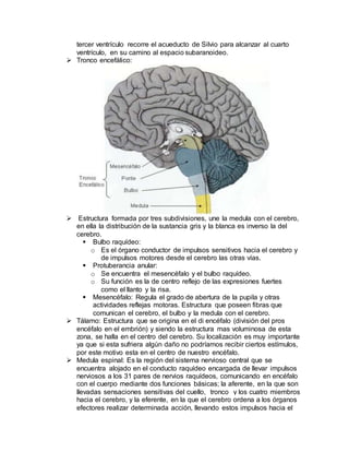 tercer ventrículo recorre el acueducto de Silvio para alcanzar al cuarto
ventrículo, en su camino al espacio subaranoideo.
 Tronco encefálico:
 Estructura formada por tres subdivisiones, une la medula con el cerebro,
en ella la distribución de la sustancia gris y la blanca es inverso la del
cerebro.
 Bulbo raquídeo:
o Es el órgano conductor de impulsos sensitivos hacia el cerebro y
de impulsos motores desde el cerebro las otras vías.
 Protuberancia anular:
o Se encuentra el mesencéfalo y el bulbo raquídeo.
o Su función es la de centro reflejo de las expresiones fuertes
como el llanto y la risa.
 Mesencéfalo: Regula el grado de abertura de la pupila y otras
actividades reflejas motoras. Estructura que poseen fibras que
comunican el cerebro, el bulbo y la medula con el cerebro.
 Tálamo: Estructura que se origina en el di encéfalo (división del pros
encéfalo en el embrión) y siendo la estructura mas voluminosa de esta
zona, se halla en el centro del cerebro. Su localización es muy importante
ya que si esta sufriera algún daño no podríamos recibir ciertos estímulos,
por este motivo esta en el centro de nuestro encéfalo.
 Medula espinal: Es la región del sistema nervioso central que se
encuentra alojado en el conducto raquídeo encargada de llevar impulsos
nerviosos a los 31 pares de nervios raquídeos, comunicando en encéfalo
con el cuerpo mediante dos funciones básicas; la aferente, en la que son
llevadas sensaciones sensitivas del cuello, tronco y los cuatro miembros
hacia el cerebro, y la eferente, en la que el cerebro ordena a los órganos
efectores realizar determinada acción, llevando estos impulsos hacia el
 