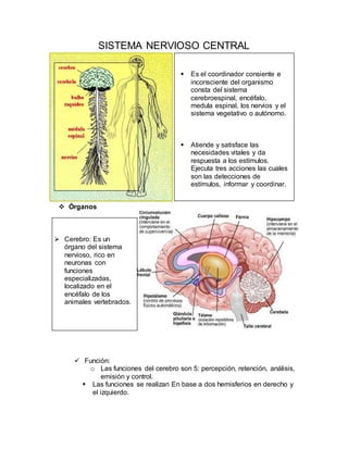 Qué es y cómo se estructura el sistema nervioso - Neurocirugía de la Torre