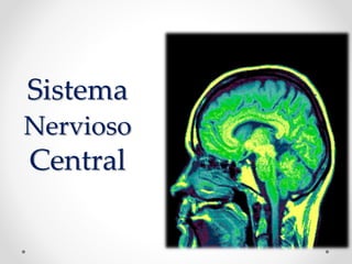 Sistema
Nervioso
Central
 