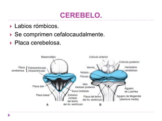 Labios Rombicos Sistema nervioso central | PPTX