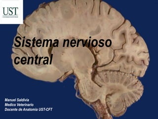 Sistema nervioso
central
Manuel Saldivia
Medico Veterinario
Docente de Anatomía UST-CFT
 