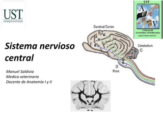 Sistema nervioso
central
Manuel Saldivia
Medico veterinario
Docente de Anatomía I y II
 