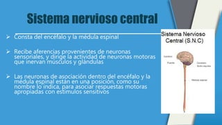 Sistema nervioso central
 Consta del encéfalo y la médula espinal
 Recibe aferencias provenientes de neuronas
sensoriales, y dirige la actividad de neuronas motoras
que inervan músculos y glándulas
 Las neuronas de asociación dentro del encéfalo y la
médula espinal están en una posición, como su
nombre lo indica, para asociar respuestas motoras
apropiadas con estímulos sensitivos
 