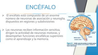ENCÉFALO
 El encéfalo está compuesto de un enorme
número de neuronas de asociación y neuroglia,
dispuestos en regiones y subdivisiones
 Las neuronas reciben información sensitiva,
dirigen la actividad de neuronas motoras, y
desempeñan funciones encefálicas superiores
como el aprendizaje y la memoria.
 