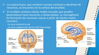  La sustancia gris, que contiene cuerpos celulares y dendritas de
neuronas, se encuentra en la corteza del encéfalo.
 El encéfalo contiene células madre neurales que pueden
desarrollarse hacia neuronas y células gliales. La neurogénesis
(la formación de neuronas nuevas a partir de células madre
neurales).
-La zona subventricular
-La zona subgranular dentro del hipocampo
 