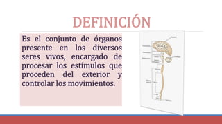 DEFINICIÓN
Es el conjunto de órganos
presente en los diversos
seres vivos, encargado de
procesar los estímulos que
proceden del exterior y
controlar los movimientos.
 