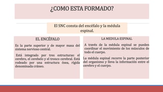 ¿COMO ESTA FORMADO?
EL ENCÉFALO
Es la parte superior y de mayor masa del
sistema nervioso central.
Está integrado por tres estructuras: el
cerebro, el cerebelo y el tronco cerebral. Está
rodeado por una estructura ósea, rígida
denominada cráneo.
LA MEDULA ESPINAL
A través de la médula espinal se pueden
coordinar el movimiento de los músculos de
todo el cuerpo.
La médula espinal recorre la parte posterior
del organismo y lleva la información entre el
cerebro y el cuerpo.
El SNC consta del encéfalo y la médula
espinal.
 