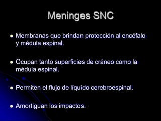 Meninges SNC
 Membranas que brindan protección al encéfalo
y médula espinal.
 Ocupan tanto superficies de cráneo como la
médula espinal.
 Permiten el flujo de líquido cerebroespinal.
 Amortiguan los impactos.
 