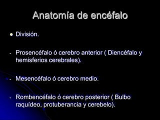 Anatomía de encéfalo
 División.
- Prosencéfalo ó cerebro anterior ( Diencéfalo y
hemisferios cerebrales).
- Mesencéfalo ó cerebro medio.
- Rombencéfalo ó cerebro posterior ( Bulbo
raquídeo, protuberancia y cerebelo).
 