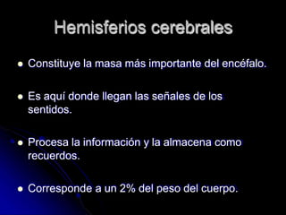 Hemisferios cerebrales
 Constituye la masa más importante del encéfalo.
 Es aquí donde llegan las señales de los
sentidos.
 Procesa la información y la almacena como
recuerdos.
 Corresponde a un 2% del peso del cuerpo.
 