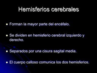 Hemisferios cerebrales
 Forman la mayor parte del encéfalo.
 Se dividen en hemisferio cerebral izquierdo y
derecho.
 Separados por una cisura sagital media.
 El cuerpo calloso comunica los dos hemisferios.
 