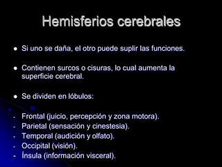 Hemisferios cerebrales
 Si uno se daña, el otro puede suplir las funciones.
 Contienen surcos o cisuras, lo cual aumenta la
superficie cerebral.
 Se dividen en lóbulos:
- Frontal (juicio, percepción y zona motora).
- Parietal (sensación y cinestesia).
- Temporal (audición y olfato).
- Occipital (visión).
- Ínsula (información visceral).
 