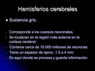 Hemisferios cerebrales
 Sustancia gris.
- Corresponde a los cuerpos neuronales.
- Se localizan en la región más externa en la
corteza cerebral.
- Contiene cerca de 10.000 millones de neuronas.
- Tiene un espesor de aprox. 1.5 a 4 mm.
- Es aquí donde se procesa y guarda información.
 