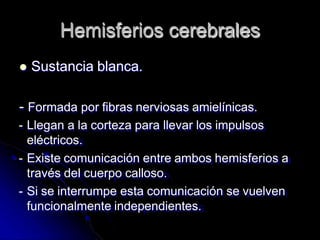 Hemisferios cerebrales
 Sustancia blanca.
- Formada por fibras nerviosas amielínicas.
- Llegan a la corteza para llevar los impulsos
eléctricos.
- Existe comunicación entre ambos hemisferios a
través del cuerpo calloso.
- Si se interrumpe esta comunicación se vuelven
funcionalmente independientes.
 