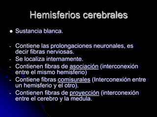 Hemisferios cerebrales
 Sustancia blanca.
- Contiene las prolongaciones neuronales, es
decir fibras nerviosas.
- Se localiza internamente.
- Contienen fibras de asociación (interconexión
entre el mismo hemisferio)
- Contiene fibras comisurales (Interconexión entre
un hemisferio y el otro).
- Contienen fibras de proyección (interconexión
entre el cerebro y la medula.
 