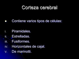 Corteza cerebral
 Contiene varios tipos de células:
I. Piramidales.
II. Estrelladas.
III. Fusiformes.
IV. Horizontales de cajal.
V. De marinotti.
 