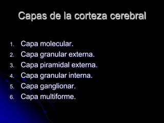 Capas de la corteza cerebral
1. Capa molecular.
2. Capa granular externa.
3. Capa piramidal externa.
4. Capa granular interna.
5. Capa ganglionar.
6. Capa multiforme.
 
