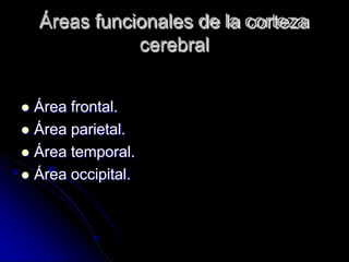 Áreas funcionales de la corteza
cerebral
 Área frontal.
 Área parietal.
 Área temporal.
 Área occipital.
 