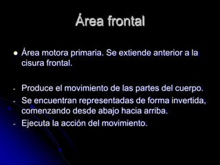 Área frontal
 Área motora primaria. Se extiende anterior a la
cisura frontal.
- Produce el movimiento de las partes del cuerpo.
- Se encuentran representadas de forma invertida,
comenzando desde abajo hacia arriba.
- Ejecuta la acción del movimiento.
 