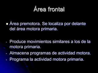 Área frontal
 Área premotora. Se localiza por delante
del área motora primaria.
- Produce movimientos similares a los de la
motora primaria.
- Almacena programas de actividad motora.
- Programa la actividad motora primaria.
 