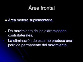 Área frontal
 Área motora suplementaria.
- Da movimiento de las extremidades
contralaterales.
- La eliminación de esta, no produce una
perdida permanente del movimiento.
 