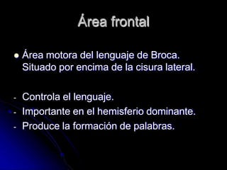 Área frontal
 Área motora del lenguaje de Broca.
Situado por encima de la cisura lateral.
- Controla el lenguaje.
- Importante en el hemisferio dominante.
- Produce la formación de palabras.
 