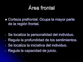 Área frontal
 Corteza prefrontal. Ocupa la mayor parte
de la región frontal.
- Se localiza la personalidad del individuo.
- Regula la profundidad de los sentimientos.
- Se localiza la iniciativa del individuo.
- Regula la capacidad de juicio.
 