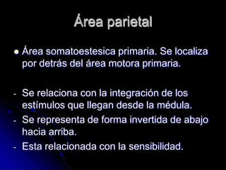 Área parietal
 Área somatoestesica primaria. Se localiza
por detrás del área motora primaria.
- Se relaciona con la integración de los
estímulos que llegan desde la médula.
- Se representa de forma invertida de abajo
hacia arriba.
- Esta relacionada con la sensibilidad.
 