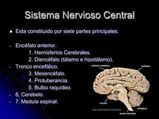 Sistema Nervioso Central
 Esta constituido por siete partes principales.
- Encéfalo anterior.
1. Hemisferios Cerebrales.
2. Diencéfalo (tálamo e hipotálamo).
- Tronco encefálico.
3. Mesencéfalo.
4. Protuberancia.
5. Bulbo raquídeo.
- 6. Cerebelo.
- 7. Medula espinal.
 